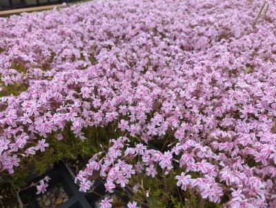 Bild von /bilder/bluehapp/thumb/phlscs_Phlox_subulata___Candy_Stripes___P-5486022001_T-b_Y-23_K-20_58943_aktiv_.jpg