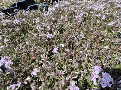 Bild von /bilder/bluehapp/thumb/phlscs_Phlox_subulata___Candy_Stripes___P-5486022001_T-b_Y-25_K-16_66374.jpg
