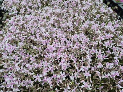Bild von /bilder/bluehapp/thumb/phlscs_Phlox_subulata___Candy_Stripes___P-5486022001_T-b_Y-25_K-17_96889.jpg
