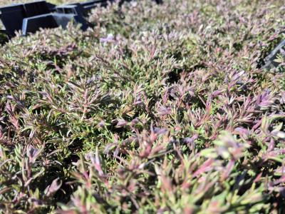 Bild von /bilder/bluehapp/thumb/phlscs_Phlox_subulata___Candy_Stripes___P-5486022001_T-k_Y-25_K-14_93990.jpg