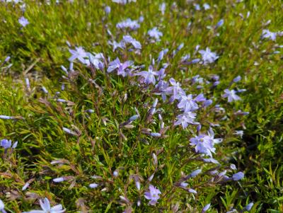 Bild von /bilder/bluehapp/thumb/phlsgfw_Phlox_subulata___G_F_Wilson___P-5486035001_T-b_Y-23_K-18_73595_aktiv_.jpg
