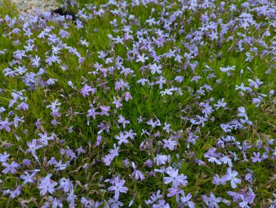 Bild von /bilder/bluehapp/thumb/phlsgfw_Phlox_subulata___G_F_Wilson___P-5486035001_T-b_Y-23_K-20_10106_aktiv_.jpg