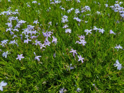 Bild von /bilder/bluehapp/thumb/phlsgfw_Phlox_subulata___G_F_Wilson___P-5486035001_T-k_Y-22_K-19_39838_aktiv_.jpg