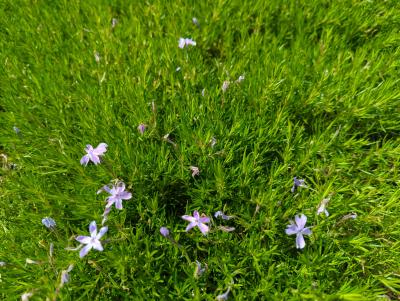 Bild von /bilder/bluehapp/thumb/phlsgfw_Phlox_subulata___G_F_Wilson___P-5486035001_T-k_Y-22_K-21_76591_aktiv_.jpg