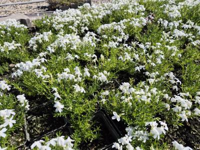 Bild von /bilder/bluehapp/thumb/phlsma_Phlox_subulata___Maischnee___P-5486052001_T-b_Y-25_K-18_53204.jpg