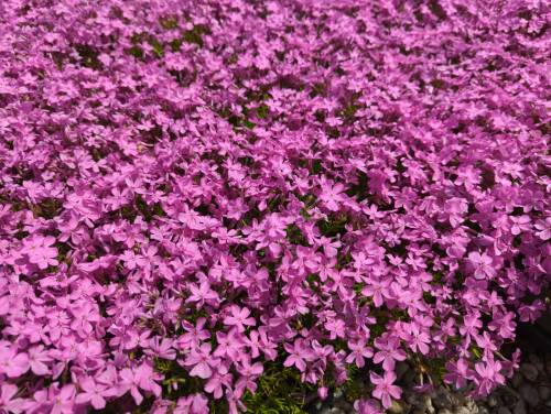 Bild von /bilder/bluehapp/thumb/phlsmc_Phlox_subulata___Mc_Daniels_Cushion___P-5486053001_T-b_Y-22_K-19_91475_aktiv_.jpg