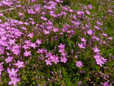 Bild von /bilder/bluehapp/thumb/phlsmc_Phlox_subulata___Mc_Daniels_Cushion___P-5486053001_T-b_Y-23_K-18_11226_aktiv_.jpg