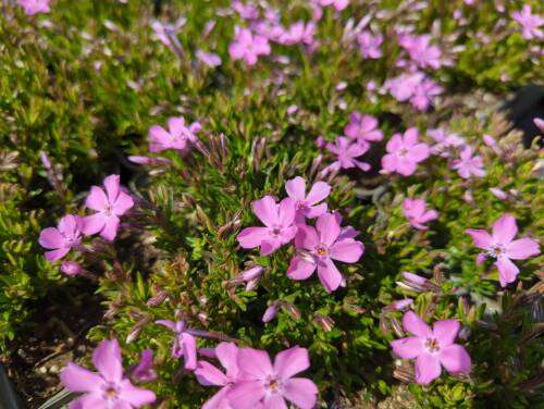 Bild von /bilder/bluehapp/thumb/phlsmc_Phlox_subulata___Mc_Daniels_Cushion___P-5486053001_T-k_Y-22_K-17_59302_aktiv_.jpg