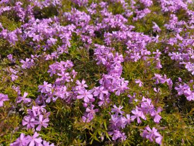 Bild von /bilder/bluehapp/thumb/phlsmo_Phlox_subulata___Moerheimii___P-5486056001_T-b_Y-23_K-18_35173_aktiv_.jpg