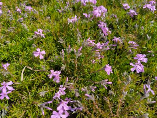 Bild von Phlox subulata Moerheimii