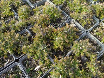 Bild von /bilder/bluehapp/thumb/phlsmo_Phlox_subulata___Moerheimii___P-5486056001_T-k_Y-24_K-11_98652_aktiv_.jpg