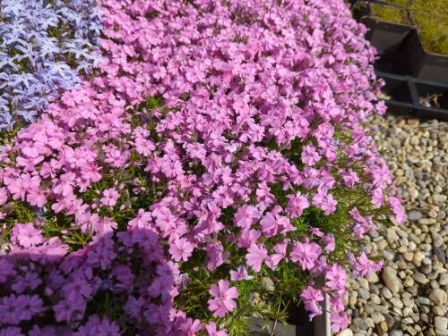Bild von /bilder/bluehapp/thumb/phlsrs_Phlox_subulata___Ronsdorfer_Schöne___P-5486060001_T-b_Y-22_K-19_20866_aktiv_.jpg