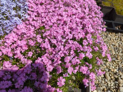 Bild von /bilder/bluehapp/thumb/phlsrs_Phlox_subulata___Ronsdorfer_Schöne___P-5486060001_T-b_Y-22_K-19_20866_aktiv_.jpg