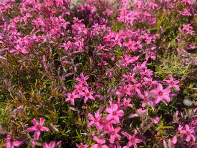 Bild von /bilder/bluehapp/thumb/phlssf_Phlox_subulata___Scarlet_Flame___P-5486064001_T-b_Y-23_K-18_25152_aktiv_.jpg