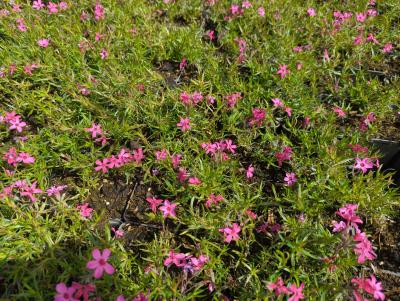 Bild von /bilder/bluehapp/thumb/phlssf_Phlox_subulata___Scarlet_Flame___P-5486064001_T-b_Y-24_K-18_85239_aktiv_.jpg