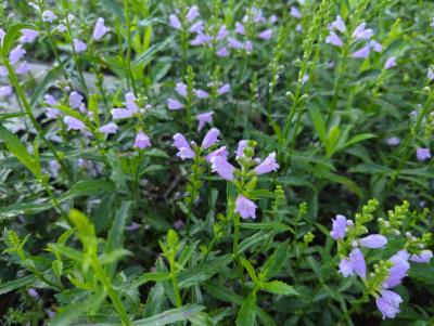 Bild von /bilder/bluehapp/thumb/phyvbr_Physostegia_virg____Bouquet_Rose___P-5561015001_T-b_Y-24_K-36_39520_aktiv_.jpg
