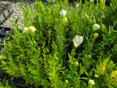 Bild von /bilder/bluehapp/thumb/plagfw_Platycodon_grandiflorus___Fuji_White_P-5641019001_T-k_Y-24_K-29_57176_aktiv_.jpg