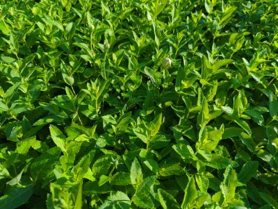 Bild von /bilder/bluehapp/thumb/plagma_Platycodon_grandiflorus___Mariesii____P-5641020001_T-k_Y-24_K-36_79639_aktiv_.jpg
