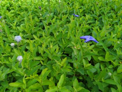 Bild von /bilder/bluehapp/thumb/plagma_Platycodon_grandiflorus___Mariesii____P-5641020001_T-k_Y-24_K-39_99607_aktiv_.jpg