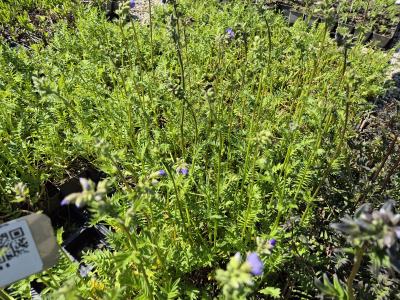 Bild von /bilder/bluehapp/thumb/polc_Polemonium_caeruleum_P-5701000001_T-k_Y-25_K-18_98120.jpg