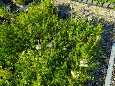 Bild von /bilder/bluehapp/thumb/polcaal_Polemonium_caeruleum___Album___P-5701010001_T-k_Y-22_K-22_59228_aktiv_.jpg