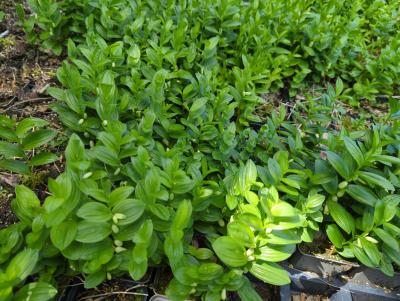 Bild von /bilder/bluehapp/thumb/polh_Polygonatum_humile__falcatum__P-5721500001_T-k_Y-23_K-21_51043_aktiv_.jpg