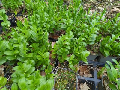 Bild von /bilder/bluehapp/thumb/polh_Polygonatum_humile__falcatum__P-5721500001_T-k_Y-24_K-18_78926_aktiv_.jpg