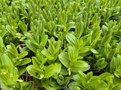 Bild von /bilder/bluehapp/thumb/polh_Polygonatum_humile__falcatum__P-5721500001_T-k_Y-26_K-20_56487.jpg