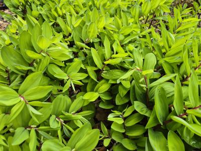 Bild von /bilder/bluehapp/thumb/polhrs_Polygonatum_x_cult____Red_Stem___P-5722008001_T-k_Y-26_K-20_97546.jpg