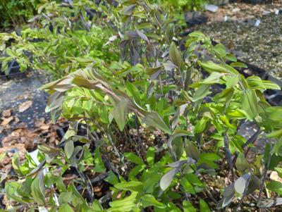 Bild von /bilder/bluehapp/thumb/polhtu_Polygonatum_x_cult____Typ_Uetersen___P-5722009001_T-k_Y-24_K-17_54162_aktiv_.jpg