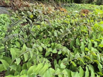 Bild von /bilder/bluehapp/thumb/polhtu_Polygonatum_x_cult____Typ_Uetersen___P-5722009001_T-k_Y-25_K-20_15693.jpg