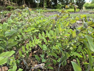 Bild von /bilder/bluehapp/thumb/polhtu_Polygonatum_x_cult____Typ_Uetersen___P-5722009001_T-k_Y-26_K-20_51557.jpg