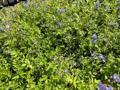Bild von /bilder/bluehapp/thumb/polre_Polemonium_reptans_P-5702500001_T-b_Y-25_K-18_50423.jpg