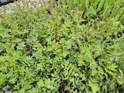 Bild von /bilder/bluehapp/thumb/polre_Polemonium_reptans_P-5702500001_T-k_Y-25_K-17_22090.jpg
