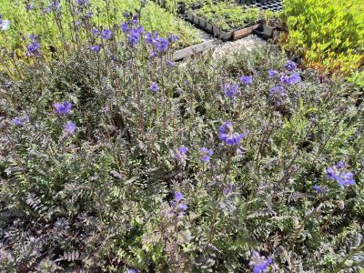 Bild von /bilder/bluehapp/thumb/polypr_Polemonium_yez____Purple_Rain_Strain___P-5708080001_T-b_Y-25_K-20_39924.jpg