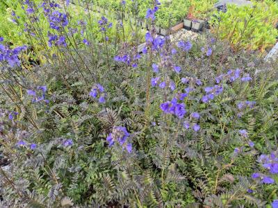 Bild von /bilder/bluehapp/thumb/polypr_Polemonium_yez____Purple_Rain_Strain___P-5708080001_T-b_Y-25_K-22_38179.jpg