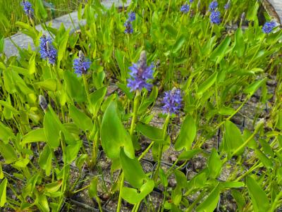 Bild von /bilder/bluehapp/thumb/ponc_Pontederia_cordata_P-9791000001_T-b_Y-24_K-26_49277_aktiv_.jpg