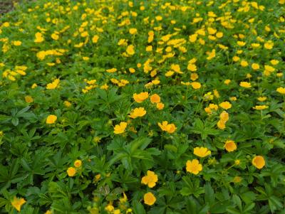 Bild von /bilder/bluehapp/thumb/potau_Potentilla_aurea_P-5763500001_T-b_Y-23_K-20_35620_aktiv_.jpg
