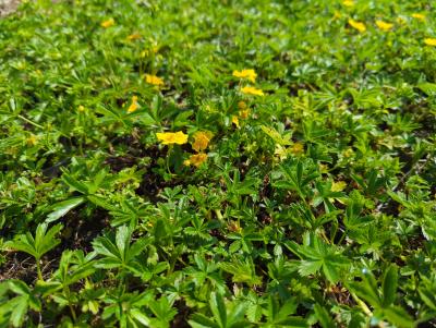 Bild von Potentilla aurea