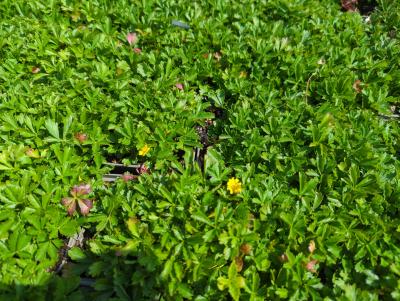 Bild von Potentilla neumanniana