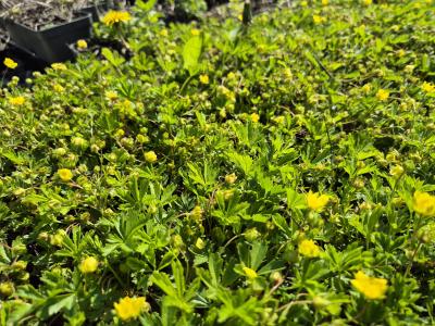 Bild von /bilder/bluehapp/thumb/potne_Potentilla_neumanniana_P-5765000004_T-b_Y-25_K-18_92289.jpg