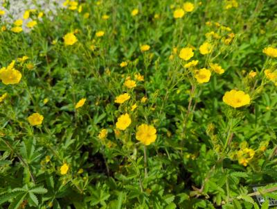 Bild von /bilder/bluehapp/thumb/potr_Potentilla_recta_P-5766500001_T-b_Y-22_K-23_45416_aktiv_.jpg