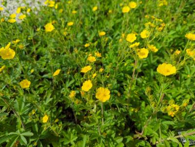 Bild von /bilder/bluehapp/thumb/potr_Potentilla_recta_P-5766500001_T-b_Y-22_K-23_45416_aktiv_.jpg