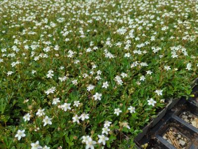 Bild von /bilder/bluehapp/thumb/pottnu_Potentilla_tridentata___Nuuk___P-5767570001_T-b_Y-22_K-21_90561_aktiv_.jpg