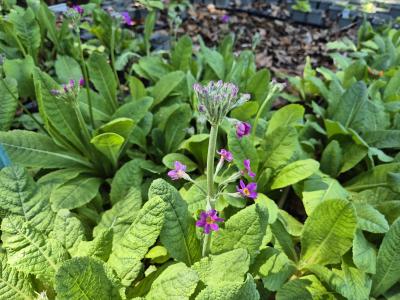 Bild von /bilder/bluehapp/thumb/prib_Primula_beesiana_P-5780800001_T-k_Y-26_K-22_50877.jpg