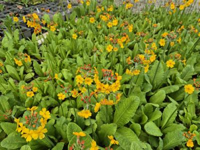 Bild von /bilder/bluehapp/thumb/pribul_Primula_bulleyana_P-5781200001_T-b_Y-25_K-23_40479.jpg