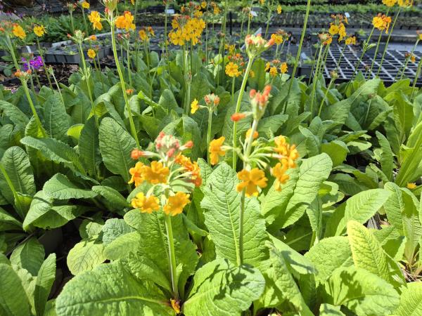 Bild von /bilder/bluehapp/thumb/pribul_Primula_bulleyana_P-5781200001_T-b_Y-26_K-23_61808.jpg