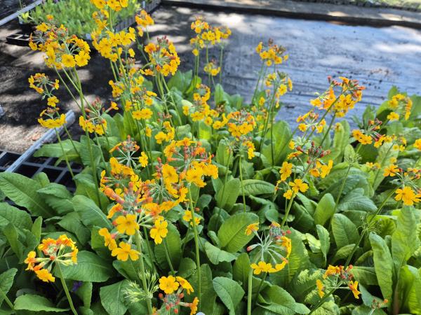 Bild von /bilder/bluehapp/thumb/pribul_Primula_bulleyana_P-5781200001_T-b_Y-26_K-24_69066.jpg