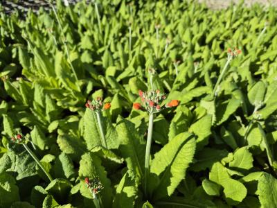 Bild von /bilder/bluehapp/thumb/pribul_Primula_bulleyana_P-5781200001_T-k_Y-25_K-22_67334.jpg