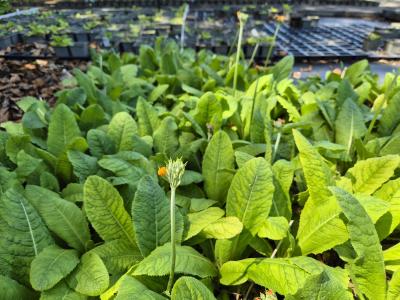 Bild von /bilder/bluehapp/thumb/pribul_Primula_bulleyana_P-5781200001_T-k_Y-26_K-22_76436.jpg